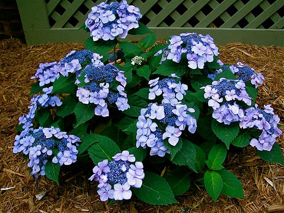 year hydrangea twist n shout hydrangea macrophylla piihm i ppaf