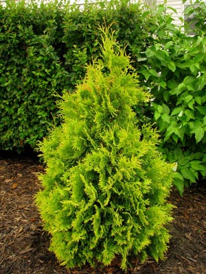 Rushmore Arborvitae